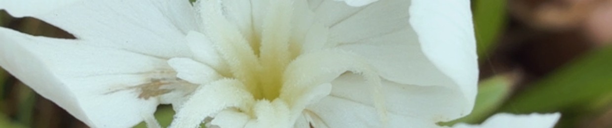 𓆩♱🤍₊˙ princessgirllisa 🧸 ♡♱𓆪