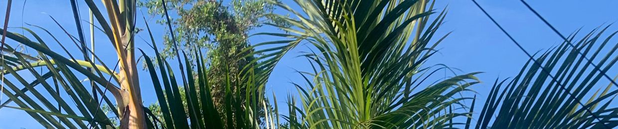 androjoce