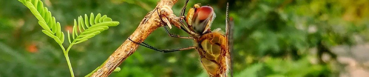 Chintha Narasimha Reddy