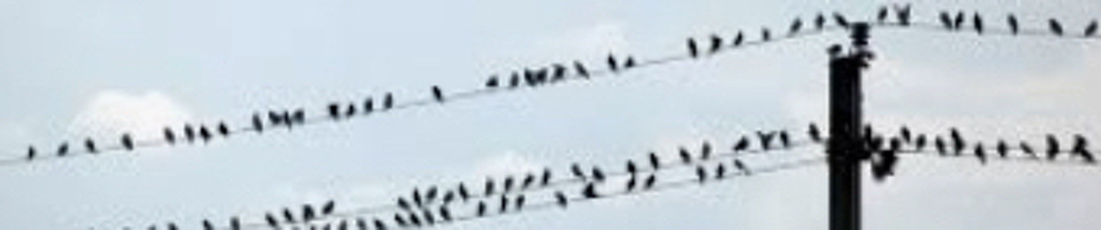 bird