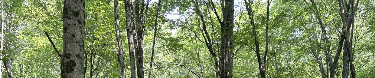 Nicholas Andrew Avink