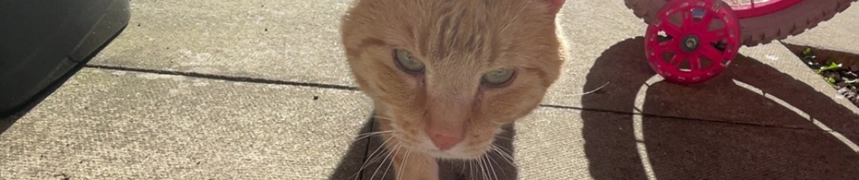 dawid kaminski ⚡️