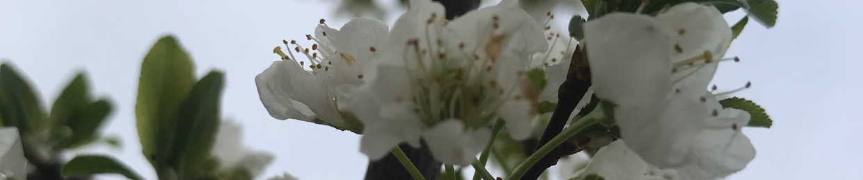 Izaz khan 🥀