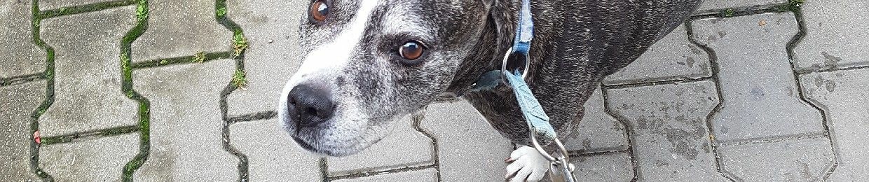 Andělka Řeháková