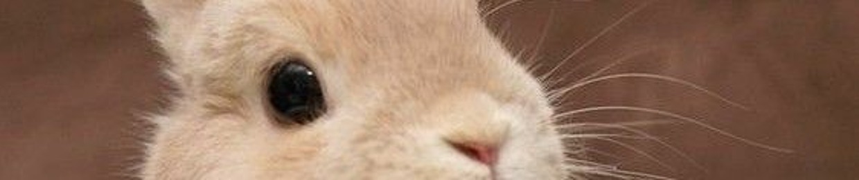 BUNNyZIN