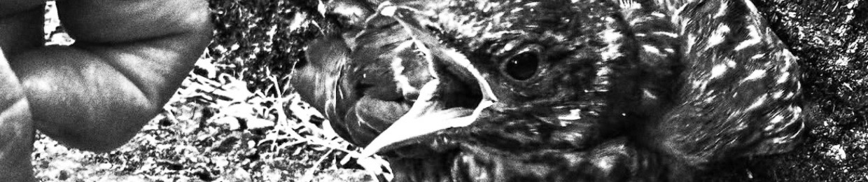Felix Bird