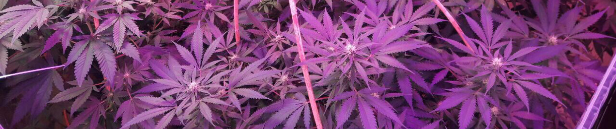 sativa.cloud