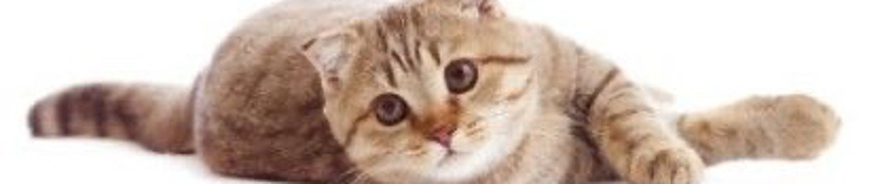 jeffthekittynya
