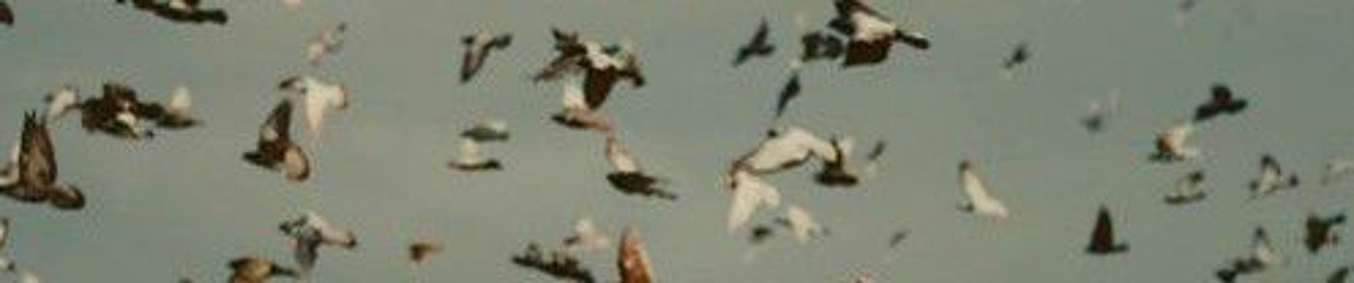 Walaa Atallah