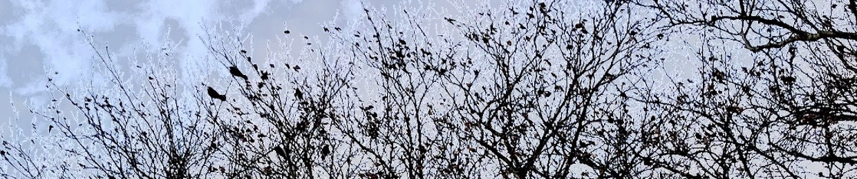 PLUMSEED