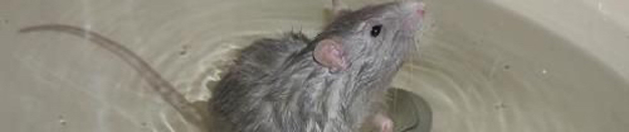 maybephoebe