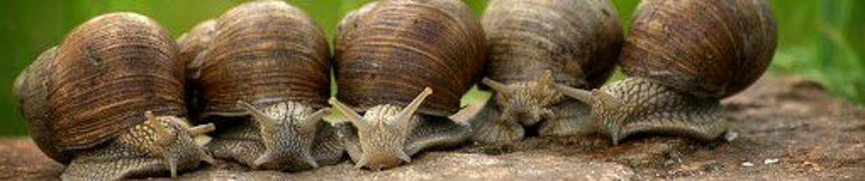 Turbo L Escargot S Stream