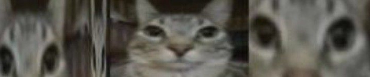 sigma cat, why not