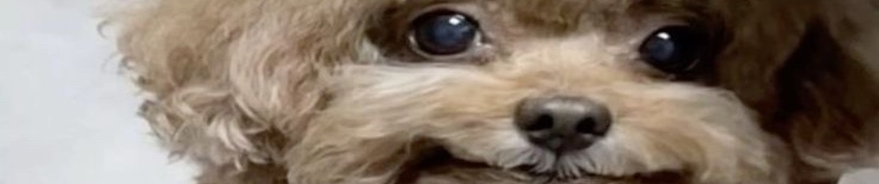 .KiTTY8 (@nnninjakat)