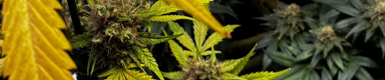 420iTzTiM3 <3