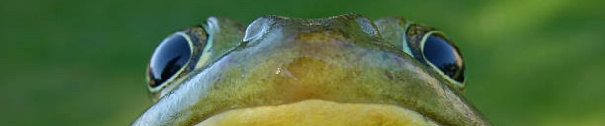 TortaPounder_w/Cheese