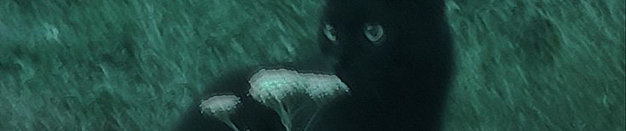 зойка золотая ручка