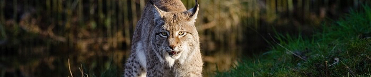 Velios Lynx