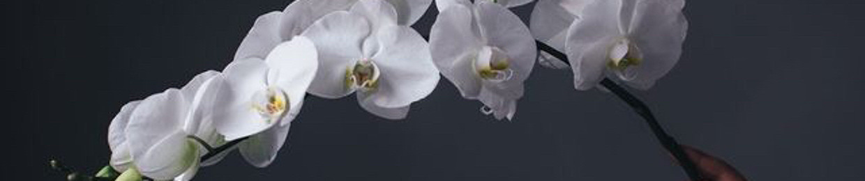 Yoalan Orchid