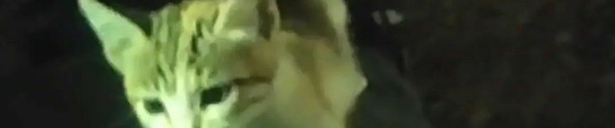 عبدالرحمن