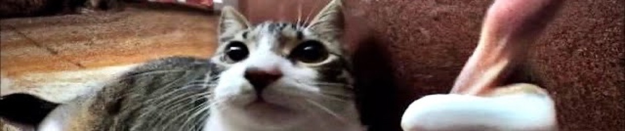 קלףמטורףטאקי