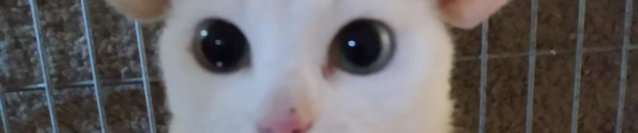 funnyfish