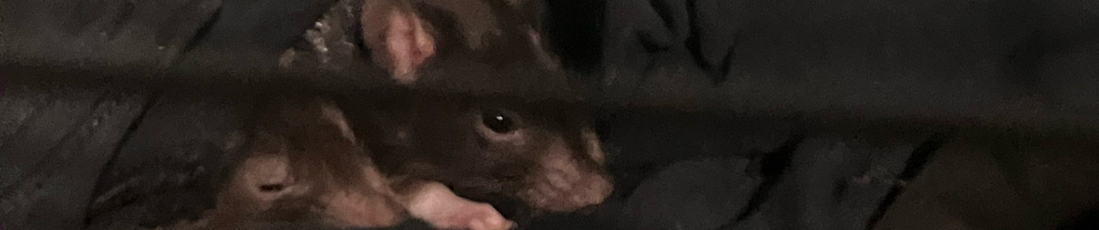 lain the queen of something