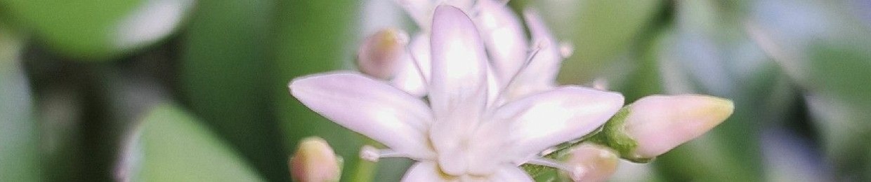 Mae Flower
