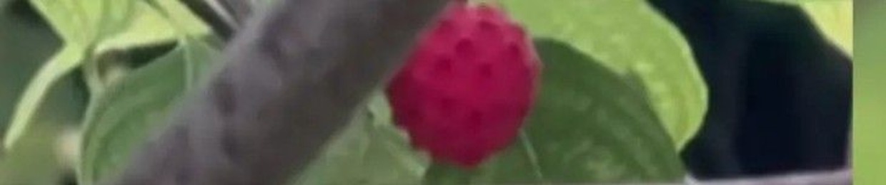 Roshami _Official/Xxnoobzapa/Roshami2