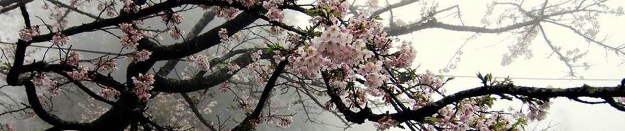 🕊️