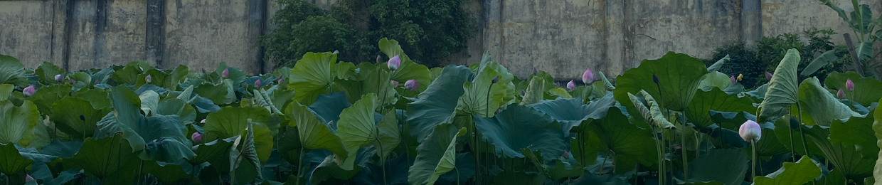 Thanh Thảo