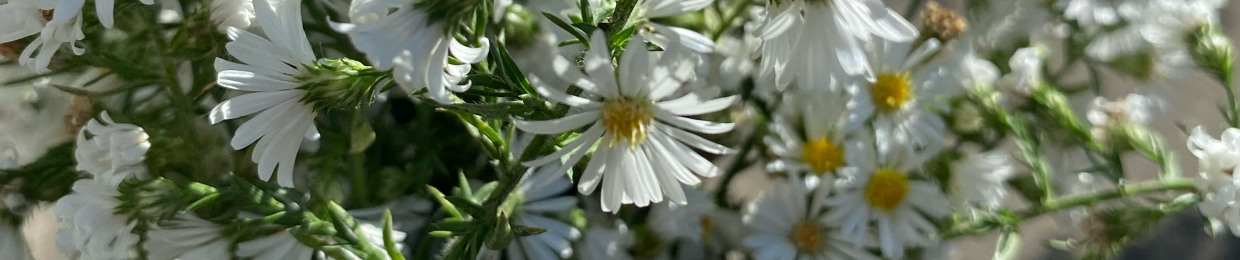 ⁺˳༚°｡ﾟ｡˚✧₊⁺˳✧༚°。°｡ﾟﾟ｡°。˚₊⁺˳✧༚°。° 。