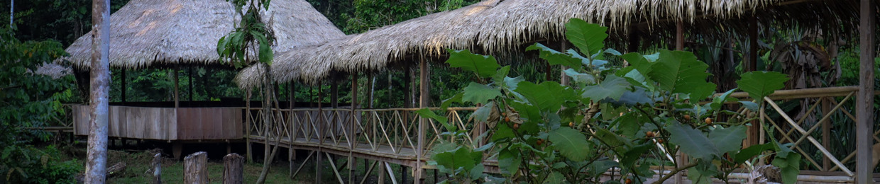 papacho ayahuasca