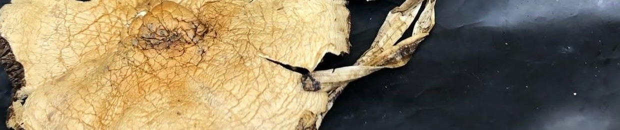 Terpenoide