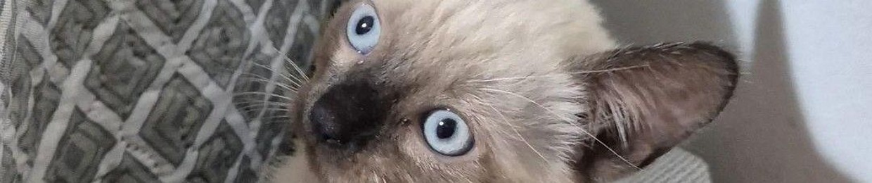 Mëlø