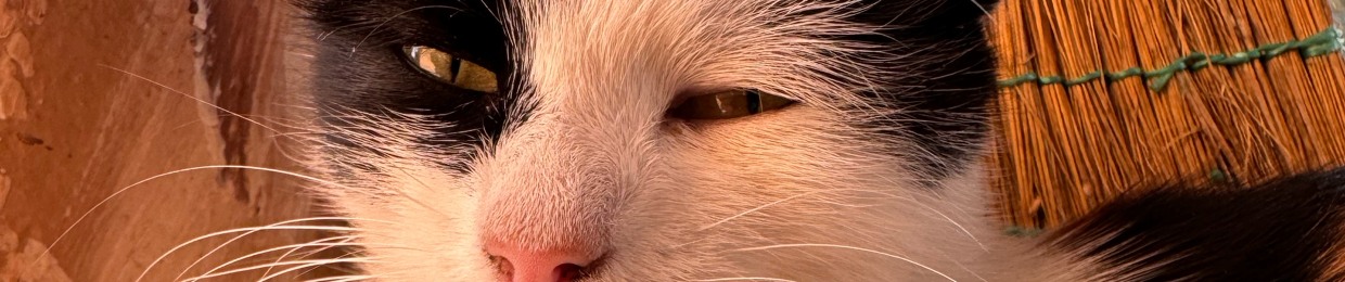meowameowa