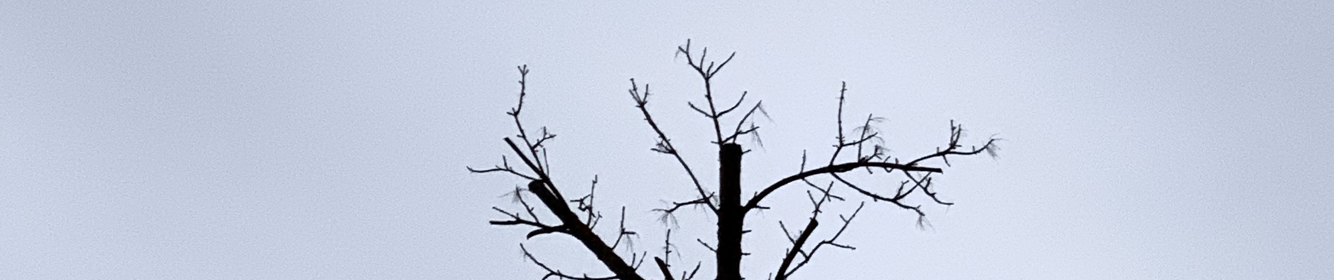 SoundCloud banner for @sidewalk
