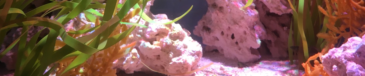 Rufus T. McGillicuddy