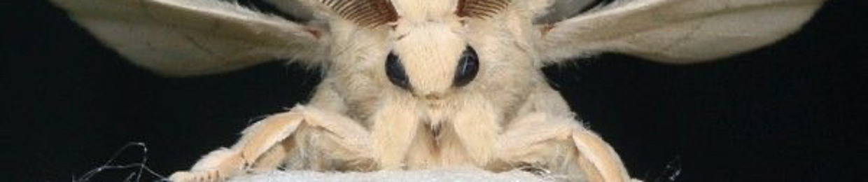 MothMan