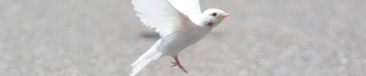 白い鳥🕊️