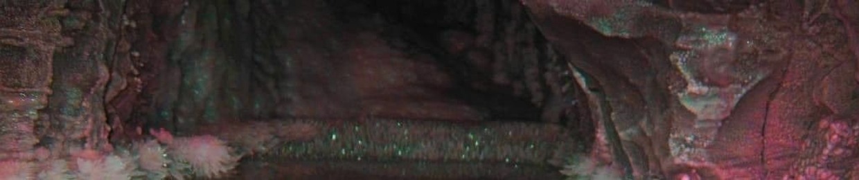 pxrxnoid