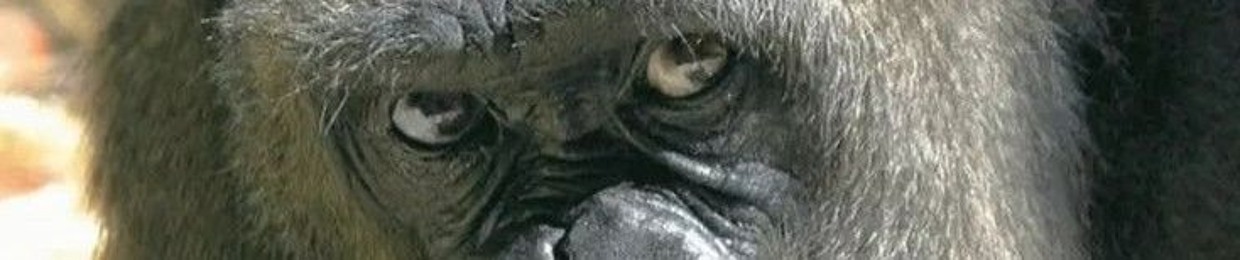 Luis