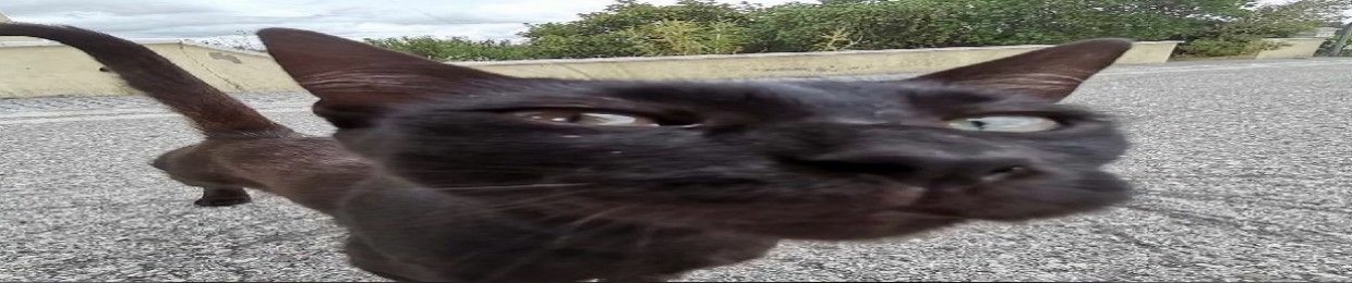 pijonel