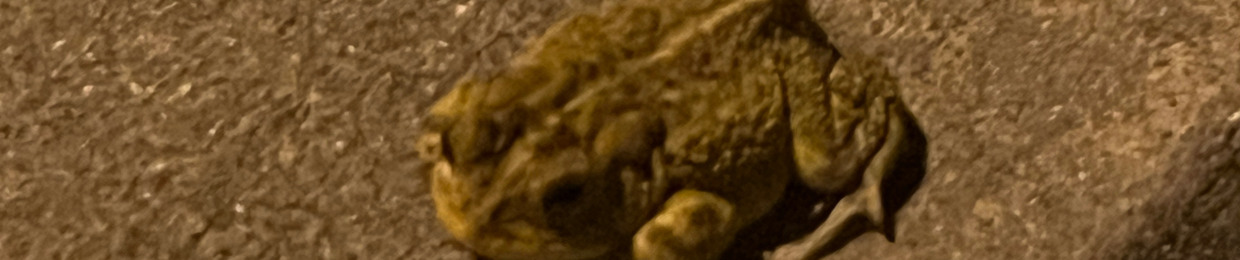 MT