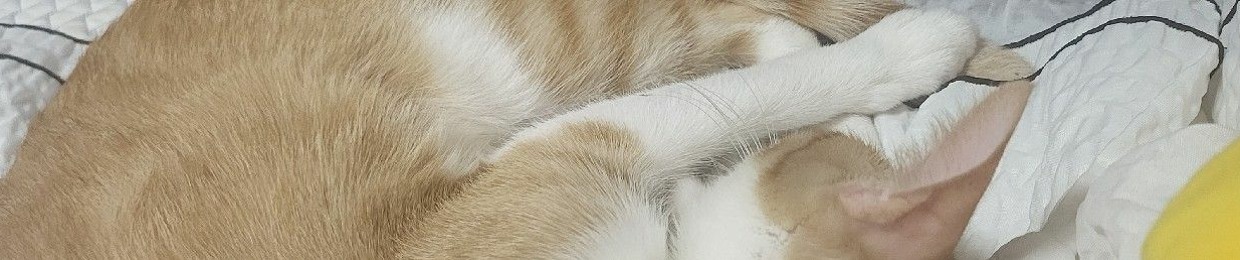 안수범