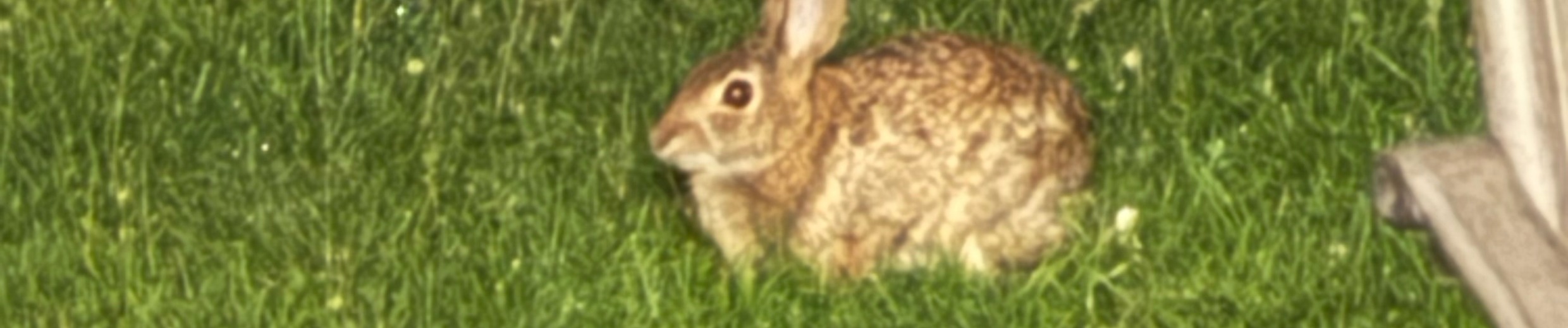 201Bunny sitting on grass