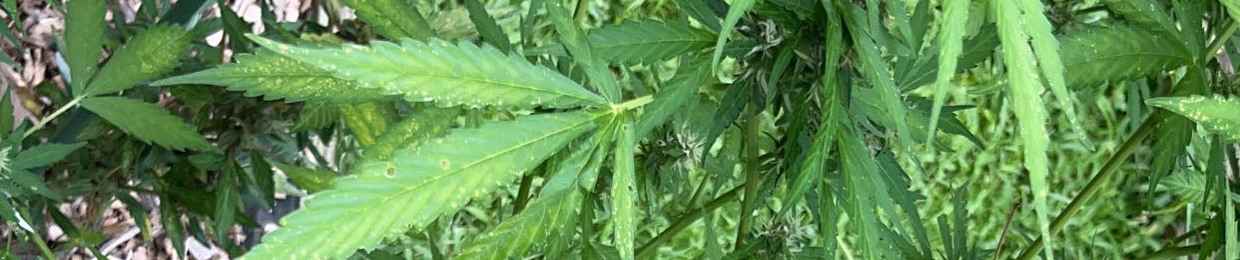 dumdoll!333🎧ྀི