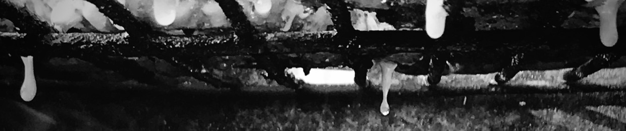 U_CCXXXV ☨ / Kill_Phollins