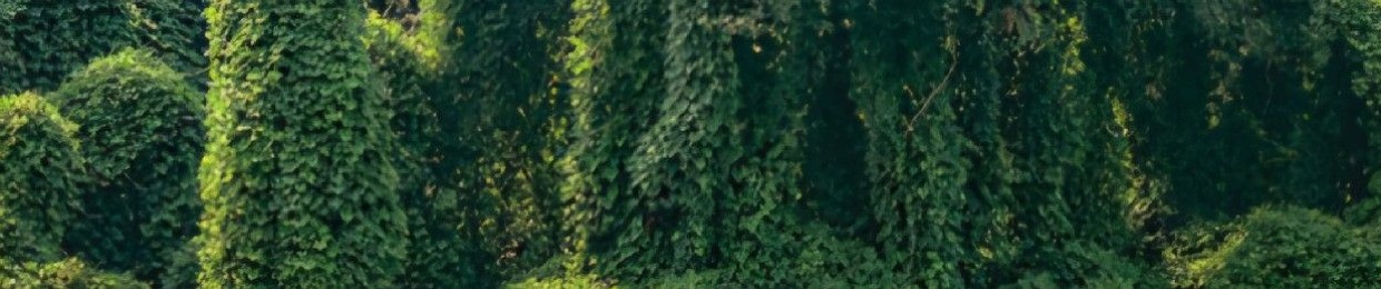 Kudzu