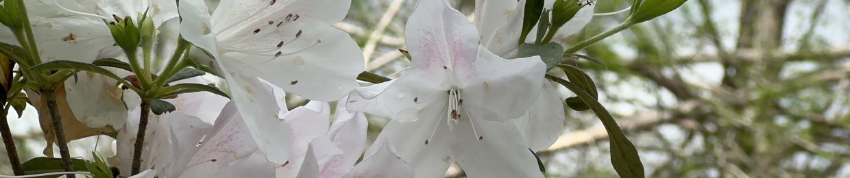 .˳·˖✶𓆩 Sebastián 𓆪✶˖·˳.